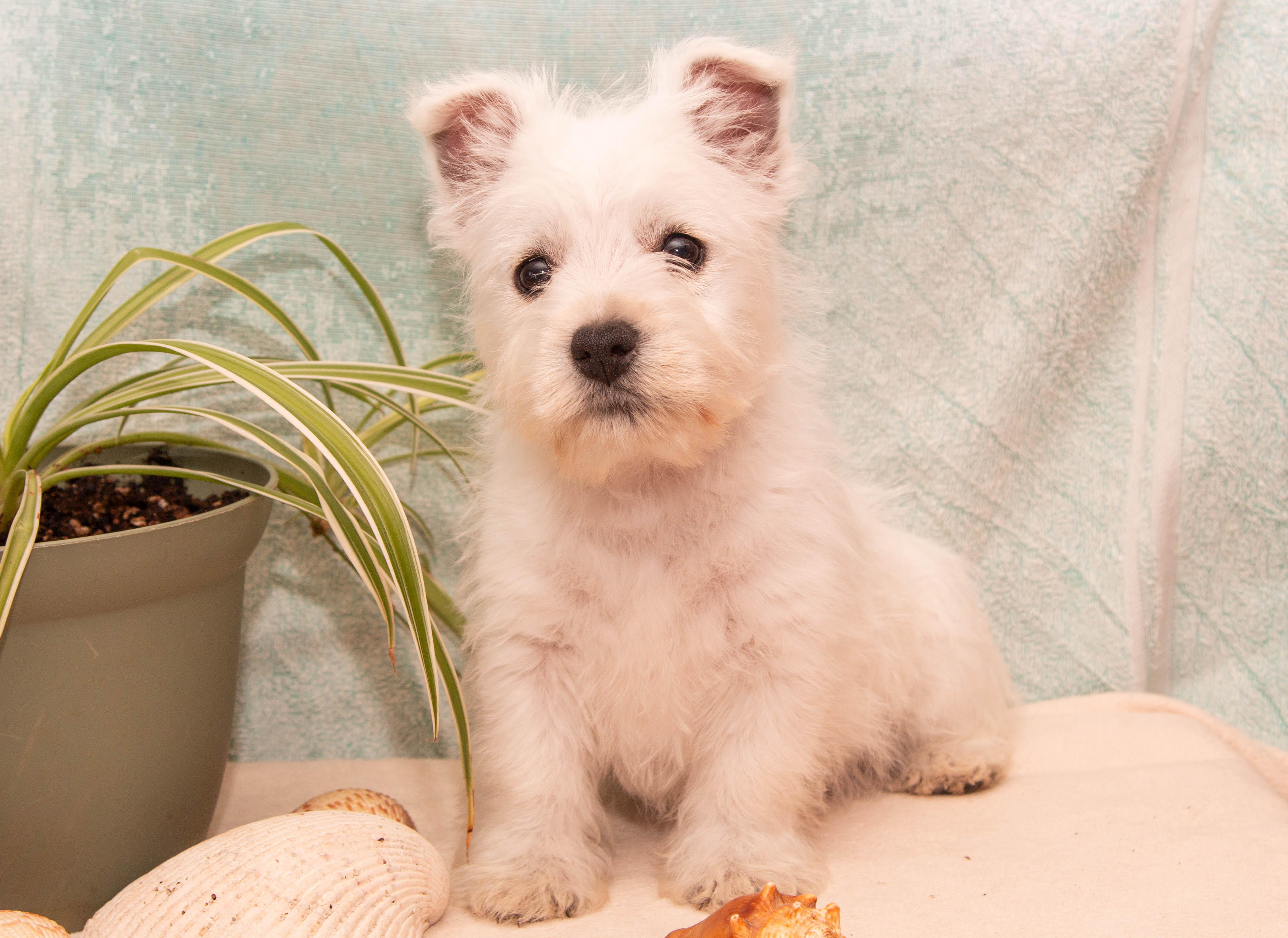puppy, for, sale, West Highland White Terrier, Amos B. King, dog, breeder, Romney, WV, dog-breeder, puppy-for-sale, forsale, nearby, find, puppyfind, locator, puppylocator, aca